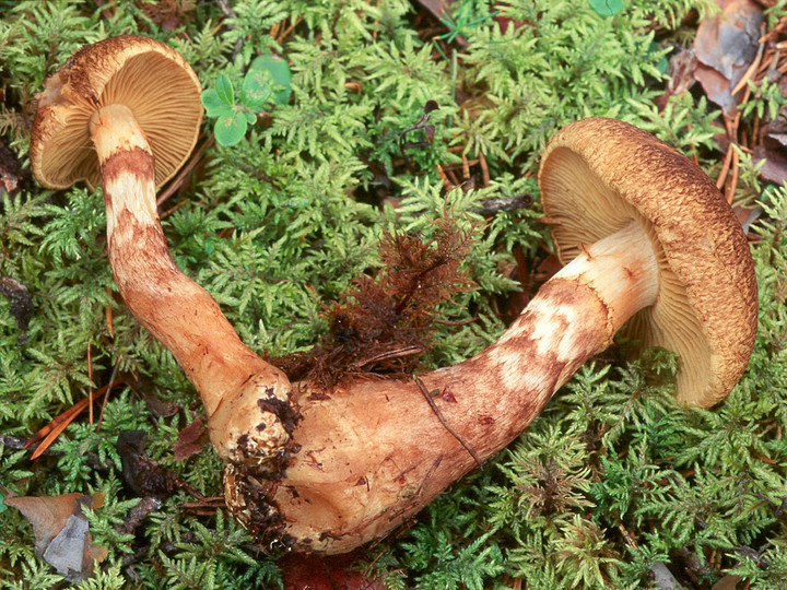 Cortinarius phrygianus