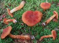 Cortinarius rubellus