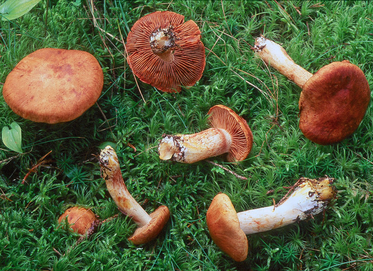 Cortinarius rubicundulus