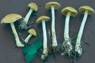 Cortinarius venetus