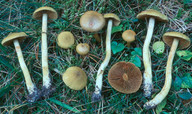 Cortinarius venetus