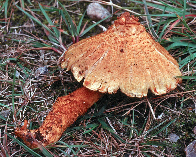 Cortinarius humicola