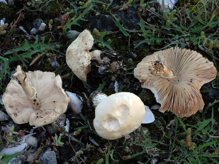 Leucoagaricus leucothites