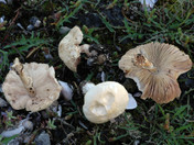 Leucoagaricus leucothites