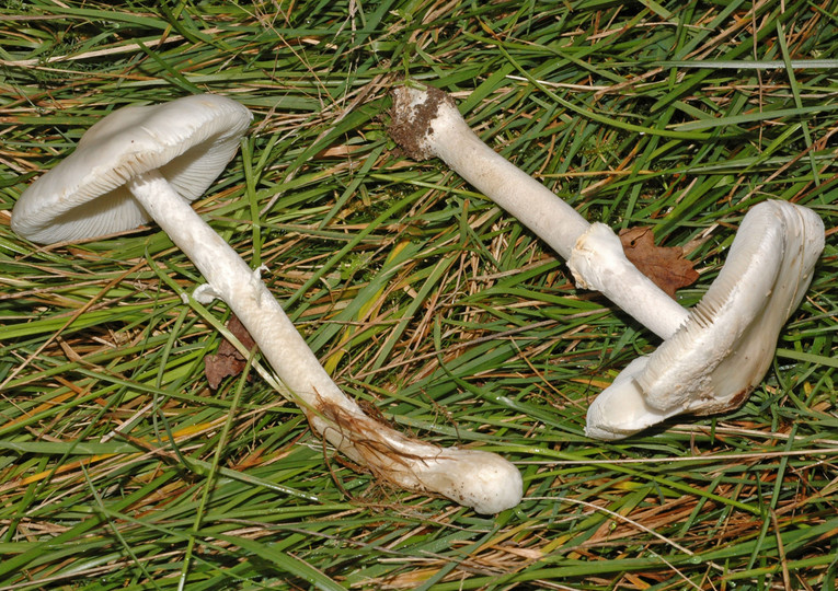 Leucoagaricus cretaceus