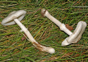 Leucoagaricus cretaceus