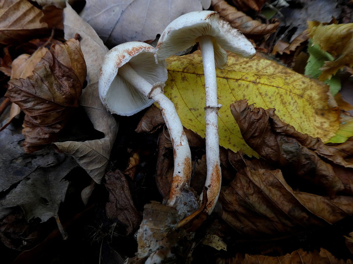 Leucoagaricus badhamii