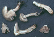 Leucoagaricus cretaceus