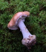 Leucocortinarius bulbiger