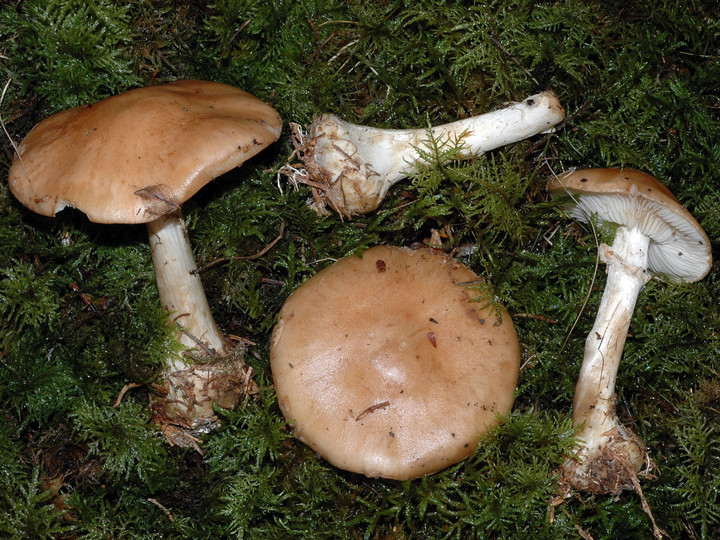 Leucocortinarius bulbiger