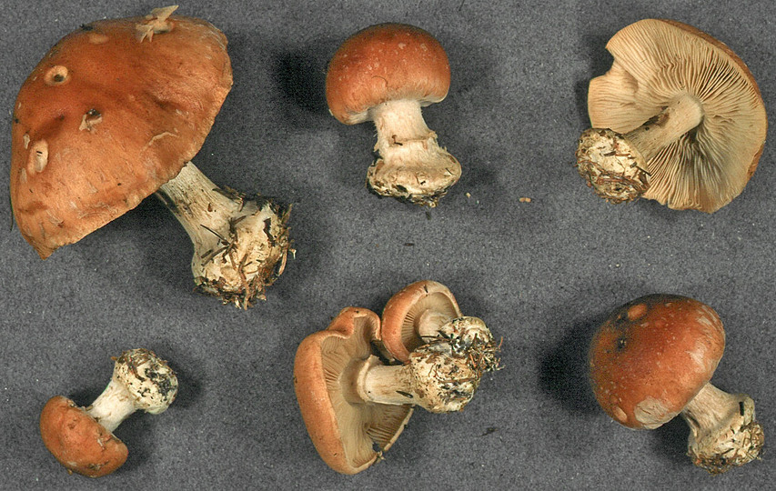 Leucocortinarius bulbiger