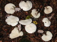 Leucopaxillus cerealis