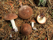 Leucopaxillus gentianeus