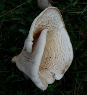 Leucopaxillus giganteus