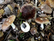 Leucopaxillus gentianeus