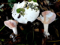 Leucopaxillus rhodoleucus