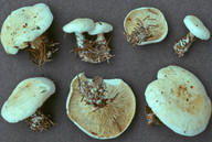 Leucopaxillus alboalutaceus