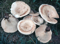 Leucopaxillus giganteus