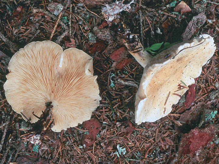 Leucopaxillus alboalutaceus