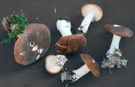 Leucopaxillus gentianeus