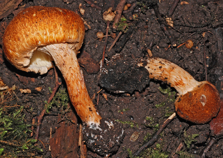 Limacella vinosorubescens