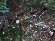 Lycoperdon pyriforme