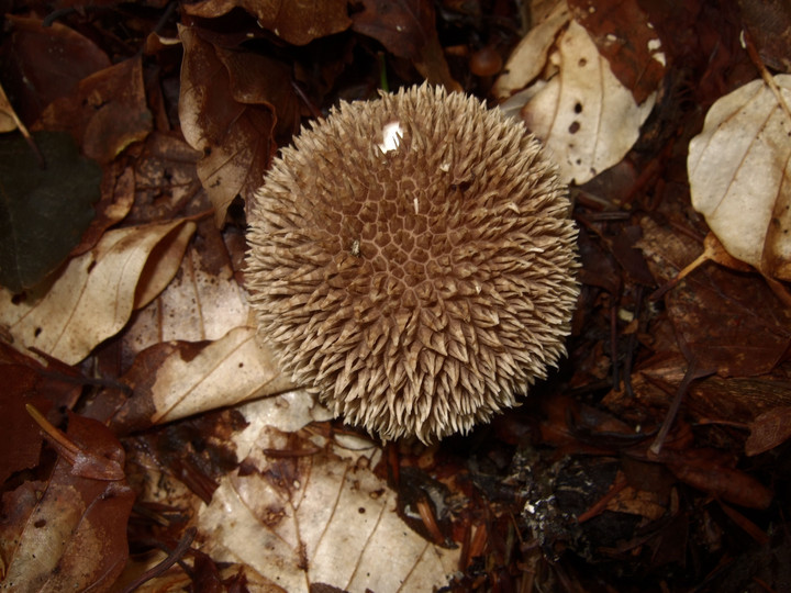 Lycoperdon echinatum