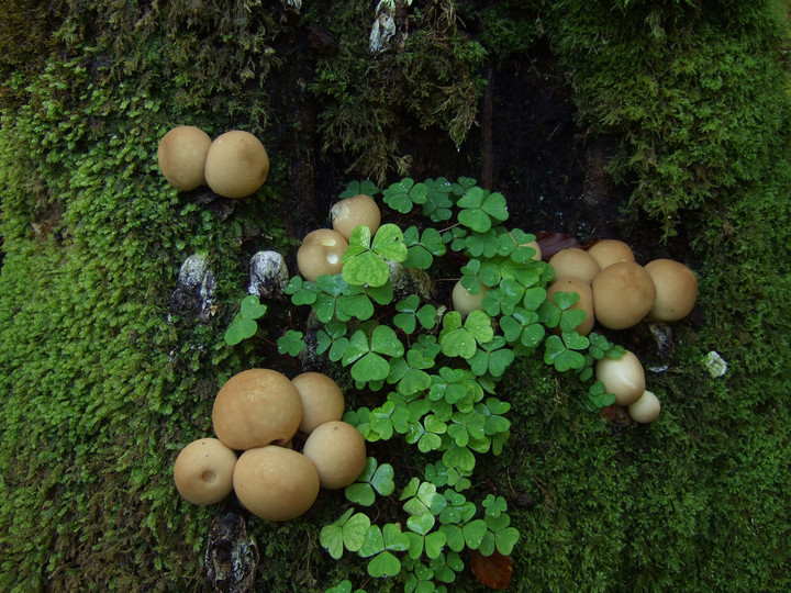 Lycoperdon pyriforme