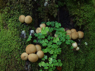 Lycoperdon pyriforme