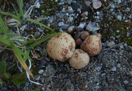 Lycoperdon pyriforme