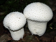 Lycoperdon perlatum