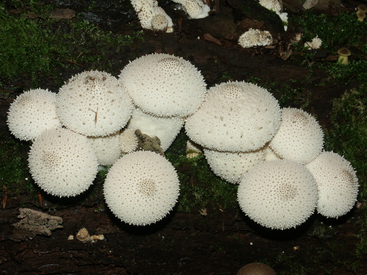 Lycoperdon perlatum