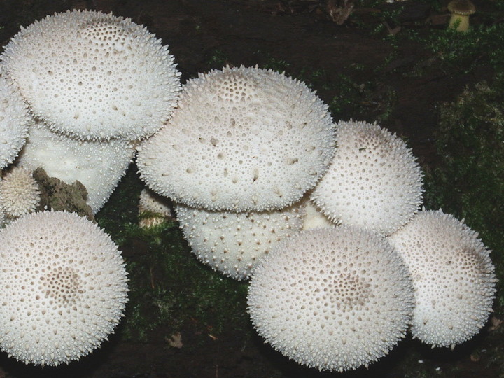 Lycoperdon perlatum