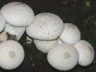 Lycoperdon perlatum