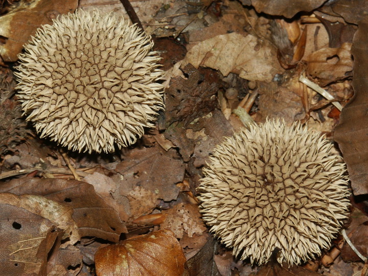 Lycoperdon echinatum