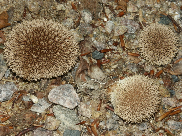 Lycoperdon echinatum