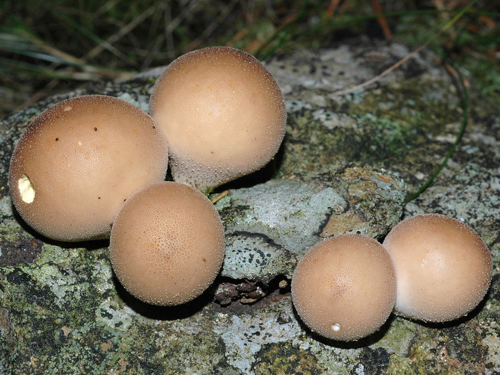 Lycoperdon pyriforme