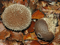 Lycoperdon echinatum