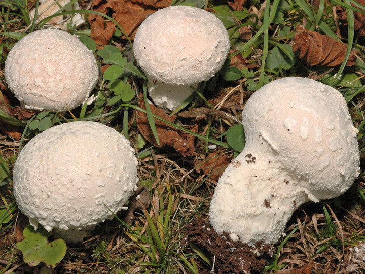 Lycoperdon mammiforme