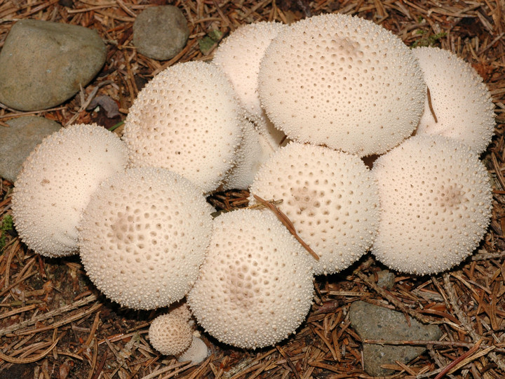 Lycoperdon perlatum