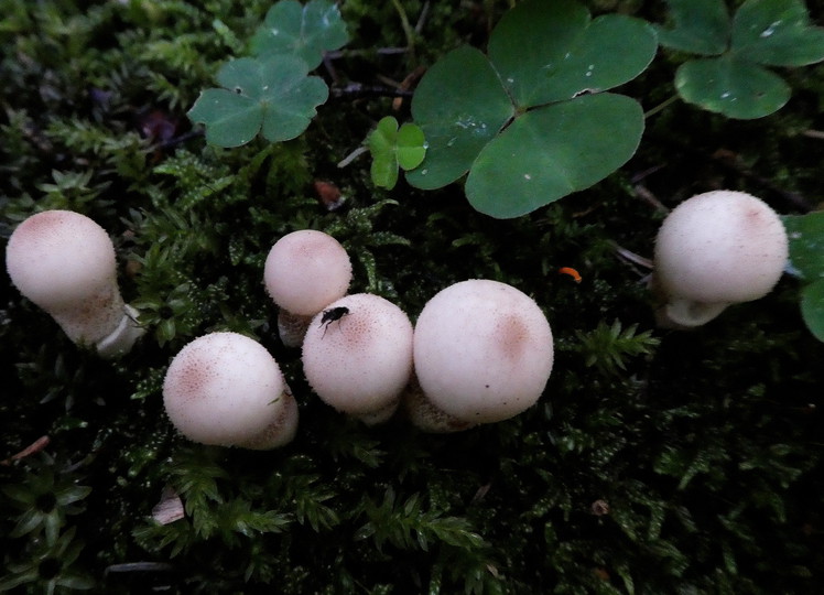 Lycoperdon molle