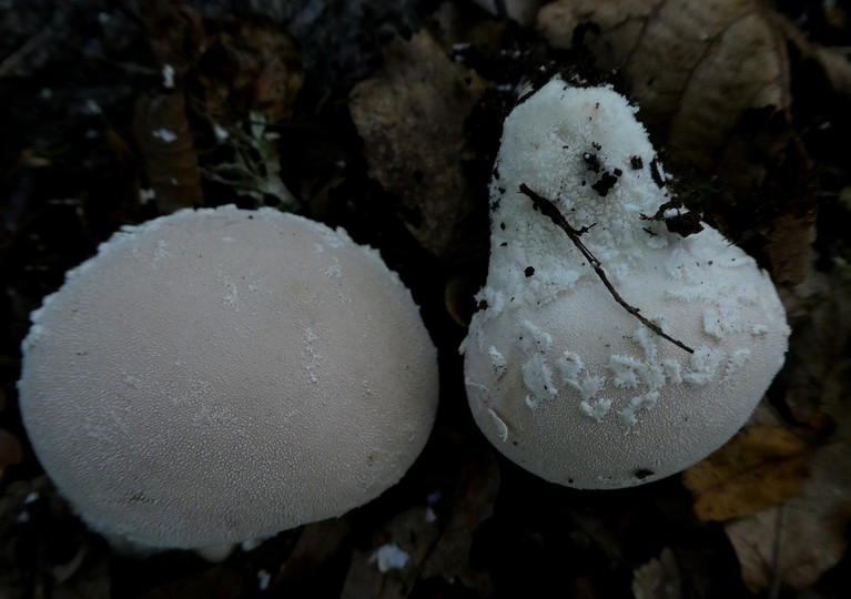 Lycoperdon mammiforme