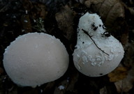 Lycoperdon mammiforme