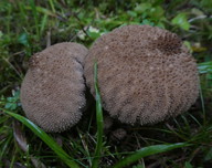 Lycoperdon perlatum