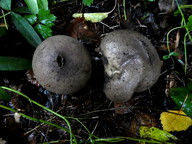 Lycoperdon atropurpureum