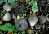 Lycoperdon atropurpureum