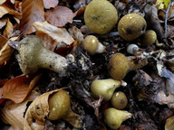 Lycoperdon subumbrinum