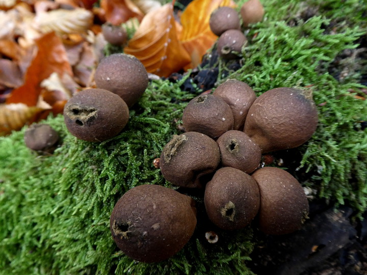 Lycoperdon pyriforme