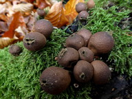 Lycoperdon pyriforme