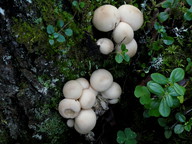 Lycoperdon pyriforme